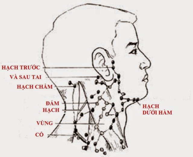 Phản chiếu hạch vùng mặt cổ trị virut